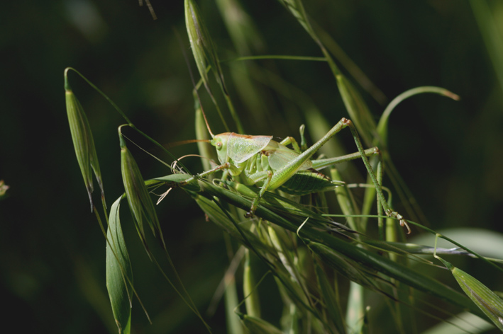 Tettigonia sp.